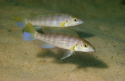 Neolamprologus cunningtoni 'Kalambo Lodge'